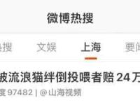 吵上热搜！上海一男子打羽毛球时被流浪猫绊倒骨折，投喂者被判赔24万……